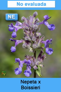 Nepeta boissieri