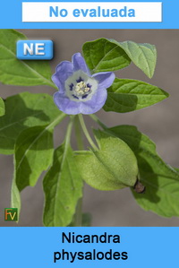 Nicandra physalodes
