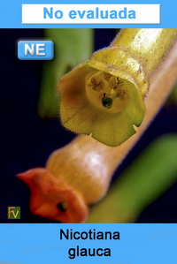 Nicotiana glauca