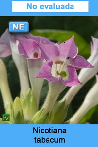 Nicotiana tabacum