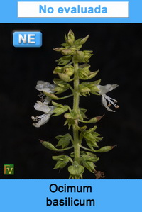 Ocimum basilicum