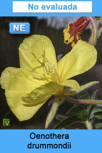 Oenothera drummondii