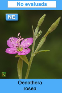 Oenothera rosea