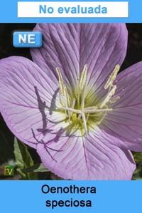 Oenothera speciosa