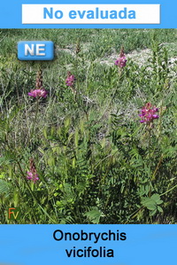 Onobrychis vicifolia
