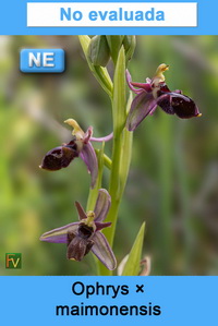 Ophrys maimonensis