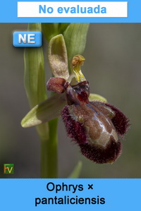 Ophrys pantaliciensis