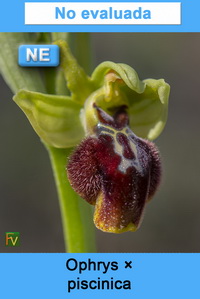 Ophrys piscinica