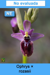 Ophrys rozasii