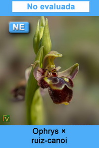 Ophrys ruiz canoi
