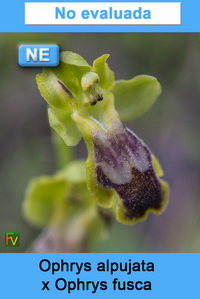 Ophrys alpujata x Ophrys fusca