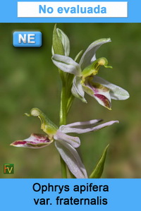 Ophrys apifera fraternalis