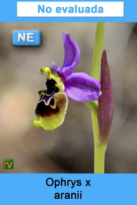 Ophrys x aranii
