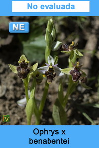 Ophrys x benabentei