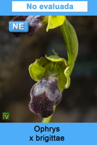 Ophrys x brigittae