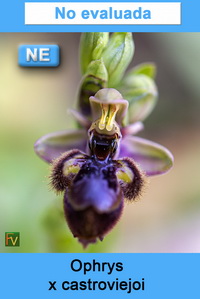 Ophrys x castroviejoi