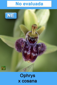 Ophrys x cosana