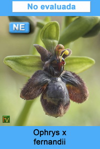 Ophrys x fernandii