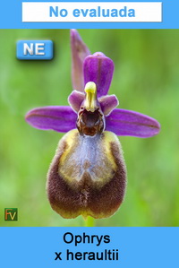 Ophrys x heraultii