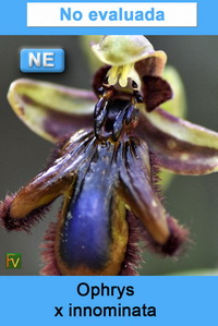 Ophrys x innominata