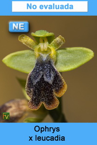 Ophrys x leucadia