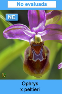 Ophrys x peltieri