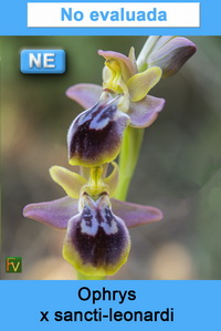 Ophrys x sancti leonardi