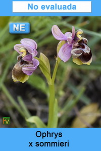 Ophrys x sommieri