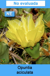 Opuntia aciculata