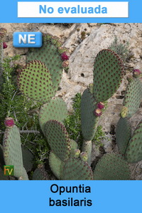 Opuntia basilaris