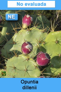 Opuntia dillenii