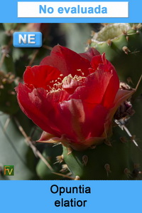 Opuntia elatior