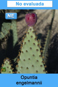 Opuntia engelmannii