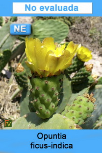 Opuntia ficus indica