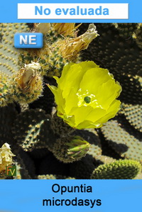 Opuntia microdasys