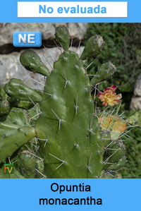Opuntia monacantha