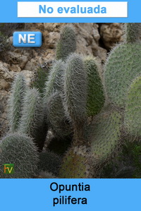 Opuntia pilifera