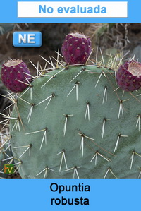 Opuntia robusta