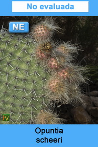 Opuntia scheeri