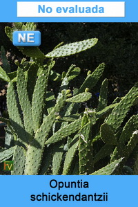 Opuntia schickendantzii
