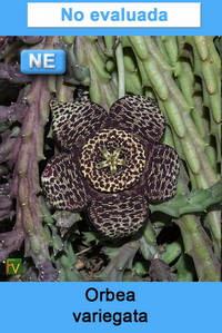 Orbea variegata