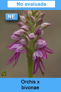 Orchis x bivonae