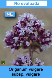 Origanum vulgare vulgare