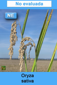 Oryza sativa