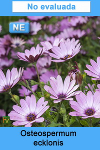 Osteospermum ecklonis