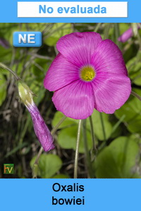 Oxalis bowiei