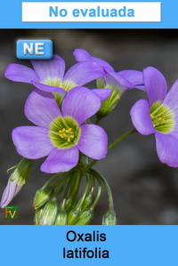 Oxalis latifolia