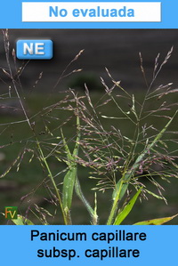 Panicum capillare capillare