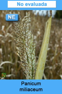 Panicum miliaceum