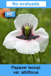 Papaver lecoqii albiflorus